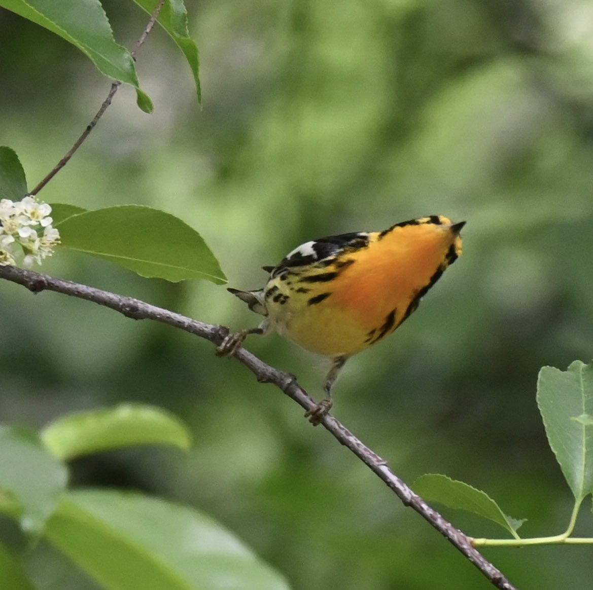 Got very lucky to see this Blackburnian warbler up close today at the Pool - wow! #birding #birdwatching #birdcpp #spring #warblers #springmigration #nyc #mymorningwalk