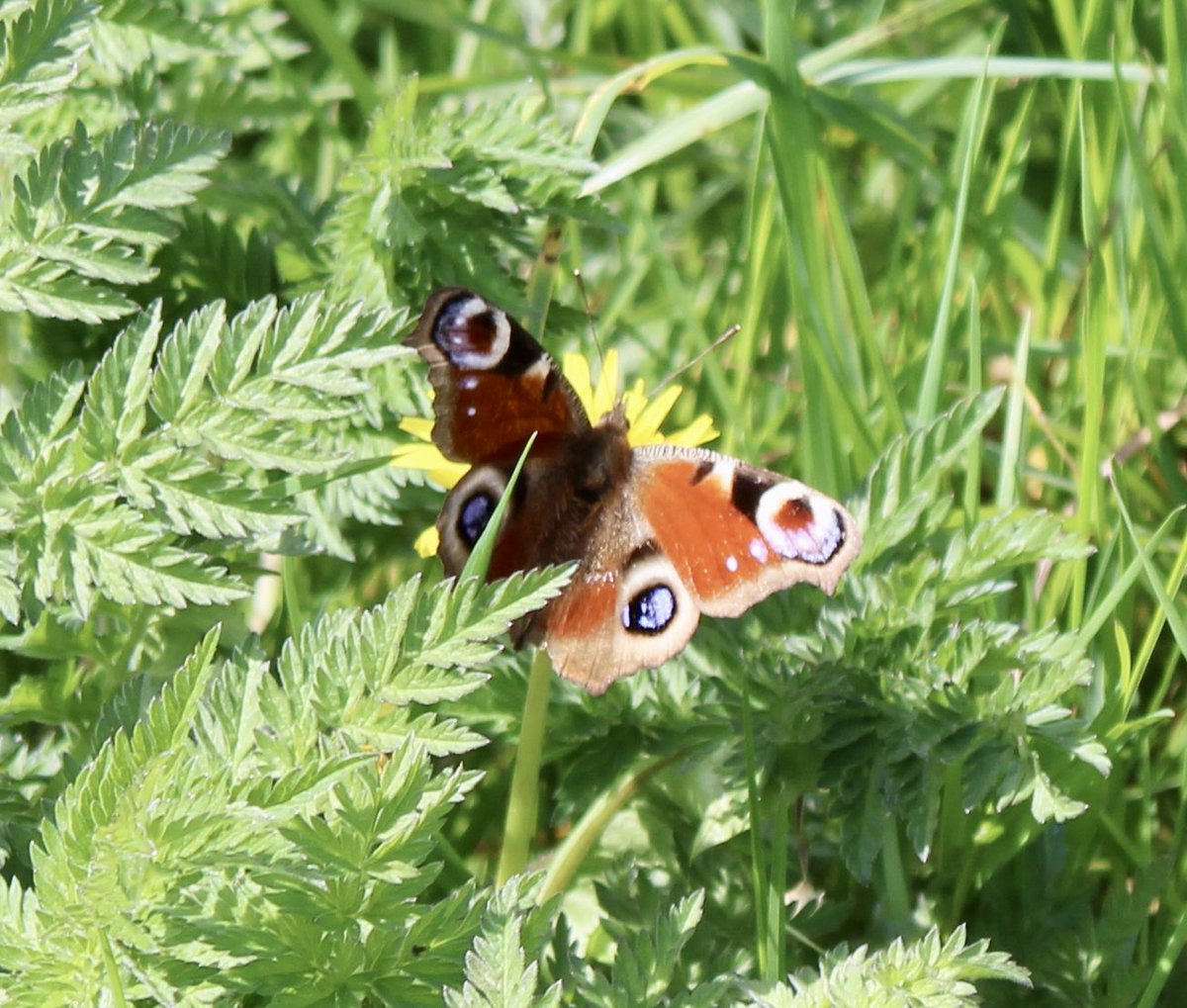 QueenBie10's tweet photo. 1/2 Fauna from my walk today 

#FormartineAndBuchanWay #Aberdeenshire #SmallTortoiseshellButterfly #PeacockButterfly #CommonCarderBee #Yellowhammer #SaveButterflies #SaveBees https://t.co/wNs2OoDaN0