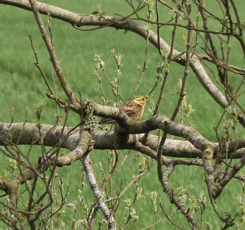 QueenBie10's tweet photo. 1/2 Fauna from my walk today 

#FormartineAndBuchanWay #Aberdeenshire #SmallTortoiseshellButterfly #PeacockButterfly #CommonCarderBee #Yellowhammer #SaveButterflies #SaveBees https://t.co/wNs2OoDaN0