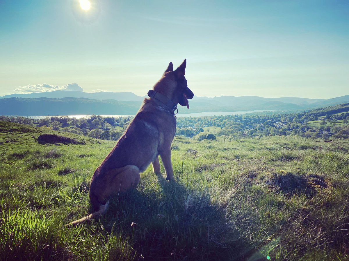 There are worse places to work <a href="/Cumbriapolice/">Cumbria Police</a> #LakeDistrict #DogsofTwittter #BelgianMalinois #PDEcho