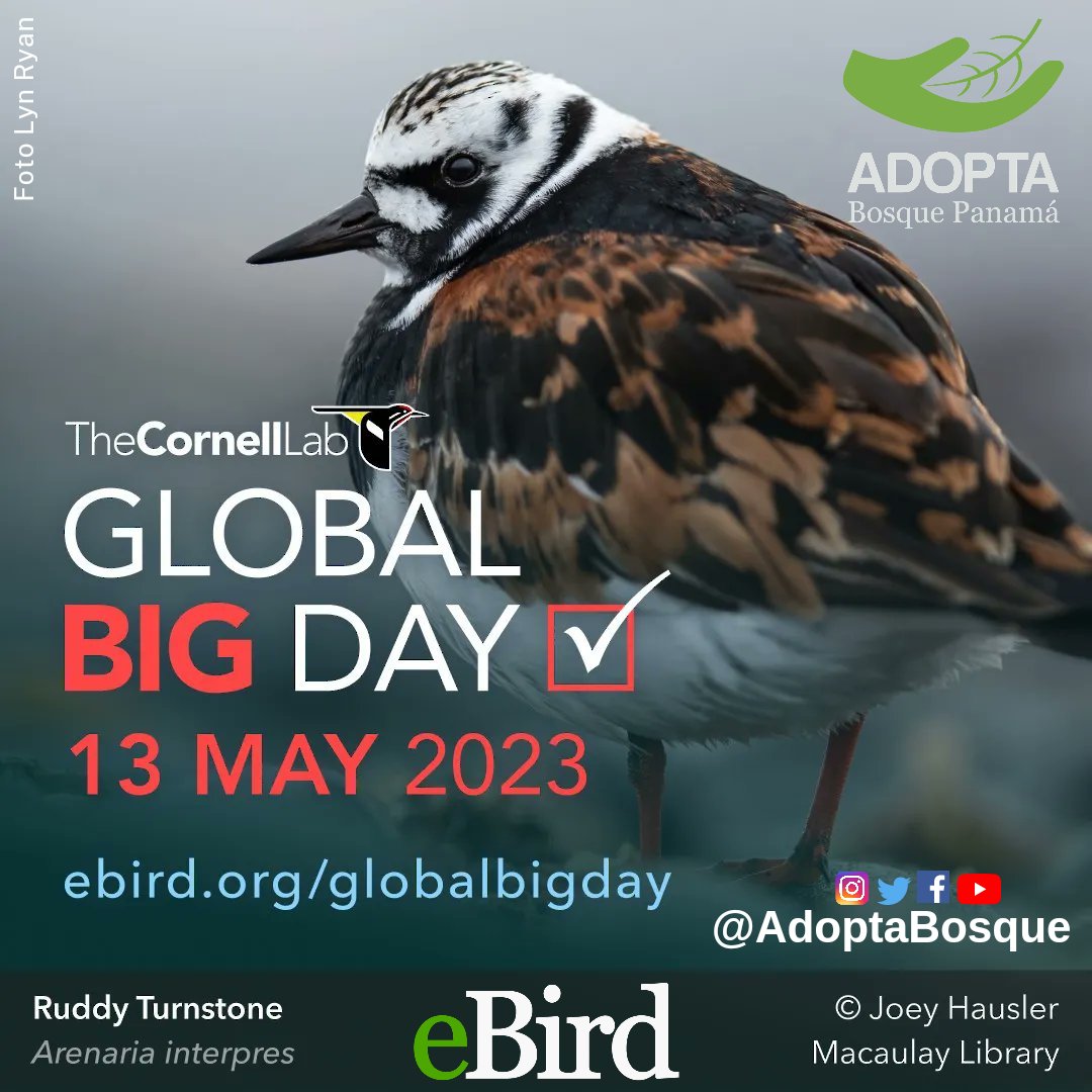 adoptabosque's tweet photo. El año pasado participaron del #GlobalBigDay más de 51 mil personas de más de 201 países de todo el mundo, quienes reportaron más del 75% de todas las especies de aves del Planeta!
#TeamADOPTA #yoAdoptoBosque
#CadaAveCuenta #CadaListaCuenta
#CitizenScience
#CienciaCiudadana https://t.co/iXGuyT9rl8