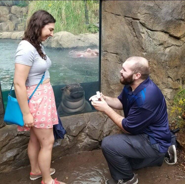 Baby hippo steals limelight in couple's engagement photo