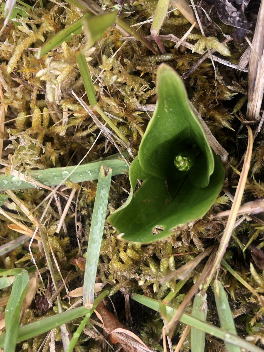 ✨Our #paper of Common Twayblade orchid 🌱is out in @FunEcology showing fungal partner shifts in forests but in discrepancy with no conspicuous physiological changes. 
doi.org/10.1111/1365-2…

@VMerckx @schilthuizen @SofiaIFGomes 
@UnderstandEvo 
@Naturalis_Sci 
@bay_ceer