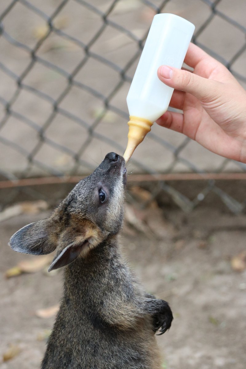 thetailflick2's tweet photo. A common practice within the zoo industry is pulling young joeys from their mothers to hand raise. They do this so they can have docile and people friendly wallabies for visitors to walk among and feed
No consideration is given to the joey or the mother #notozoos #notocaptiivty https://t.co/gFz9we725S