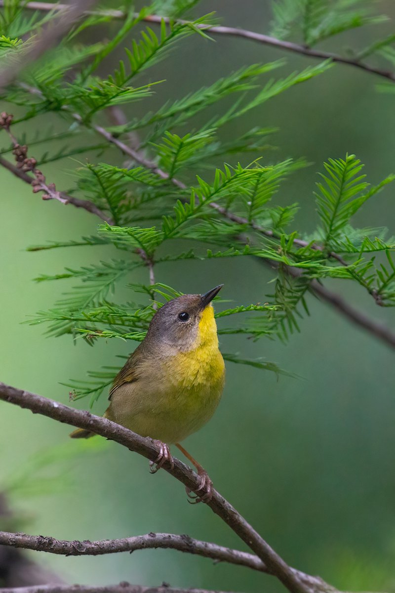 Eric Balcanoff tweet media