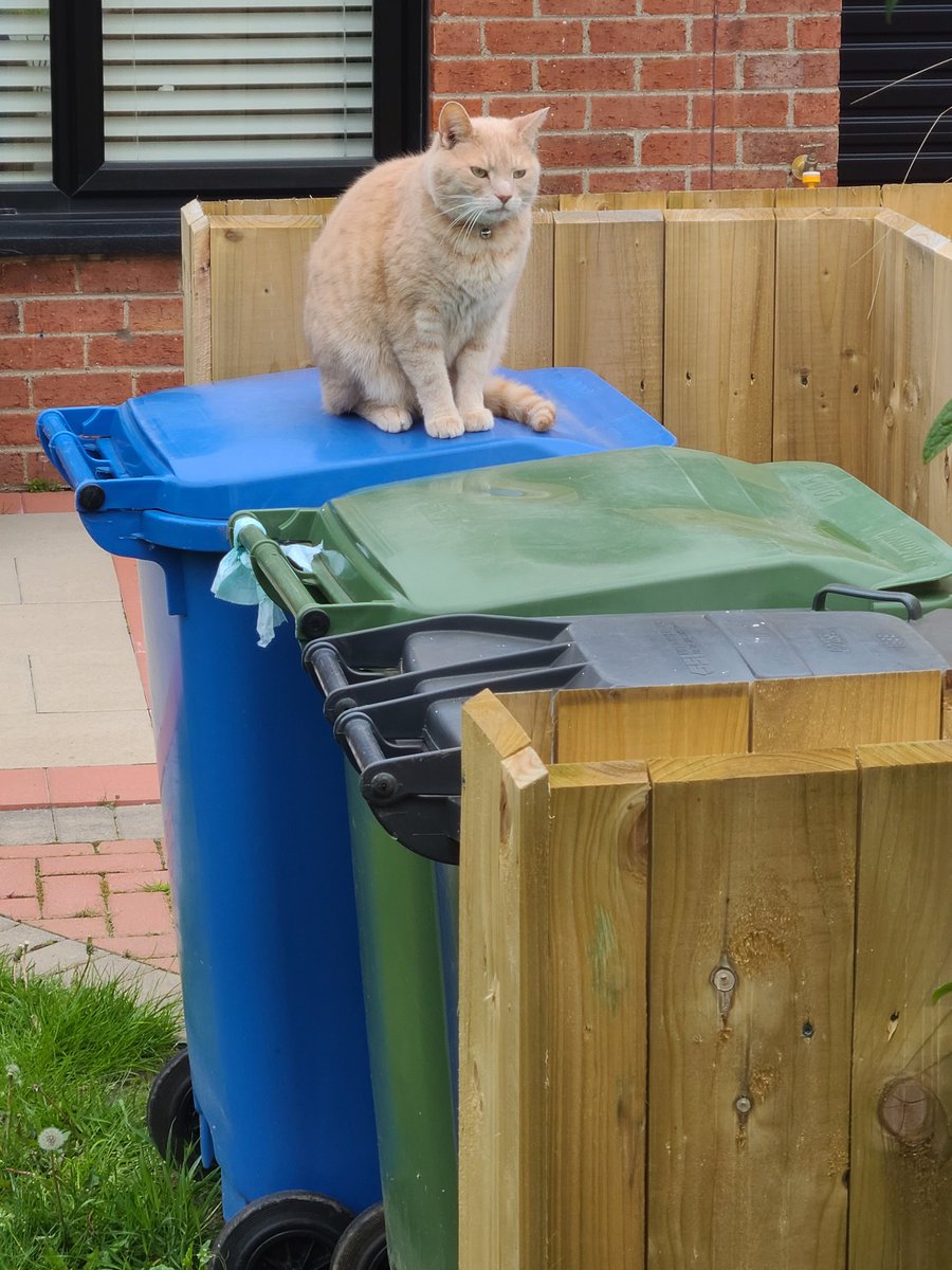 rachelwoods52's tweet photo. @Paulveronica @ElaineCrory @GreenPartyNI @SthAntrimGreens @Ebyrne565 and this boy. wasn't allowed a photo of TWO cats on LEADS earlier #catsofcanvassing https://t.co/XUOEGzLvzy