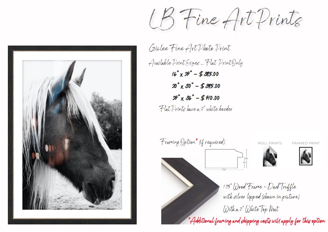Black and White horse photo prints available.  DM me with inquiries.  Now is the best time to get one of my photo prints hanging on a wall in your home 😃