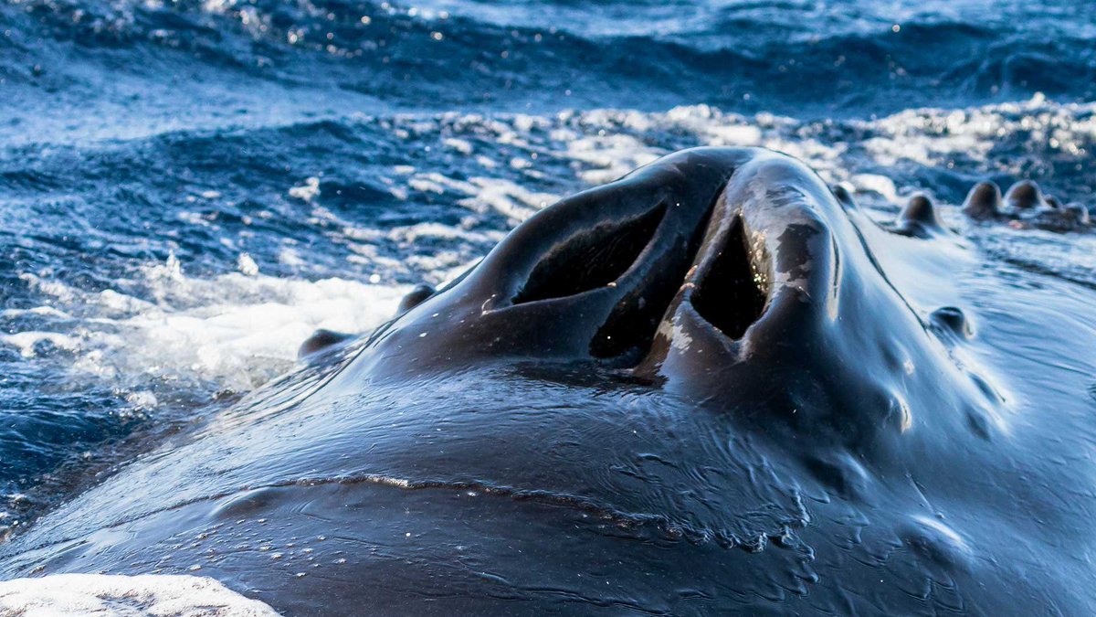 tnagebrobot's tweet photo. wait no one told me blowholes are just noses……….. https://t.co/7XluRbGZXe