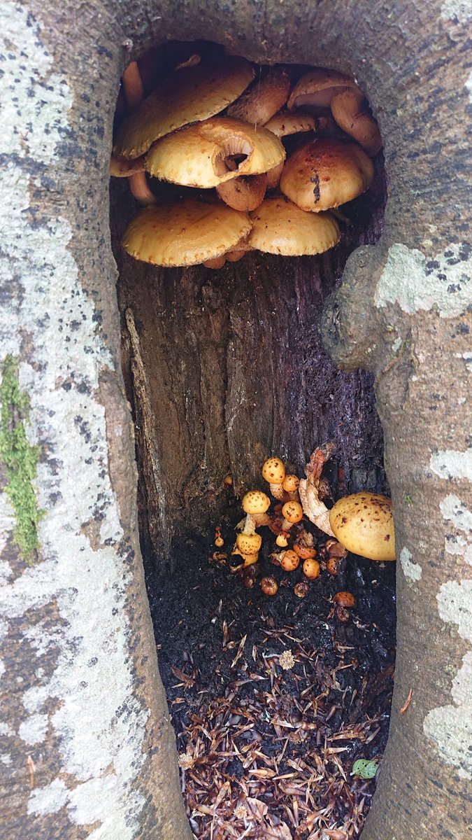 A view into an ancient beech tree. These have only appeared in the last couple of days as it's a place I walk just about daily. #ancientwoodland #fungi #death #life #livingworld