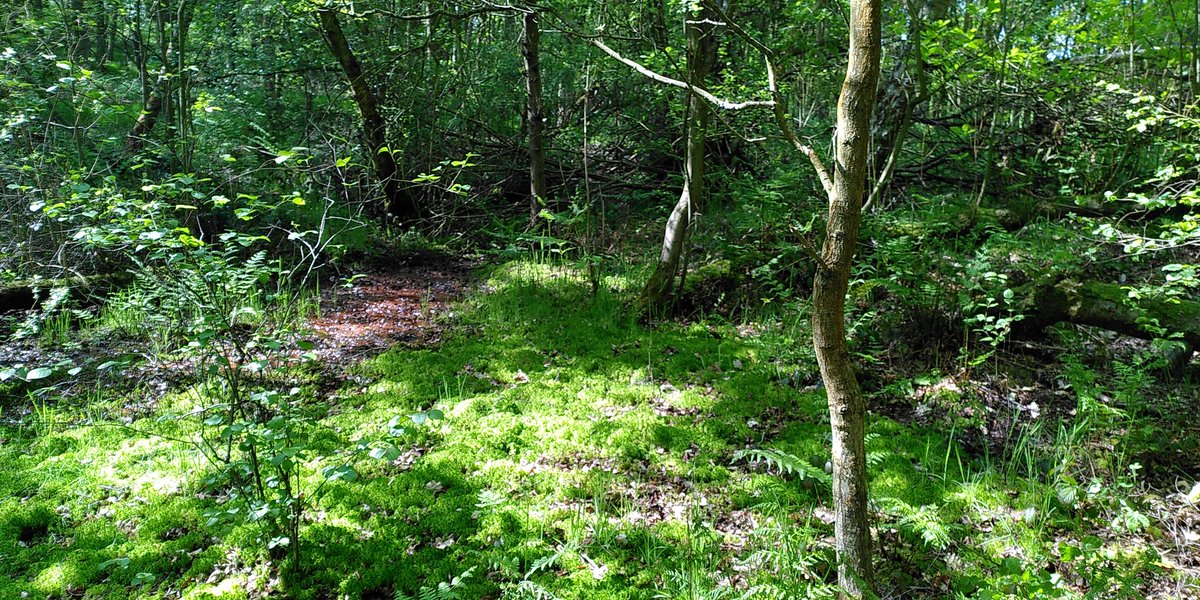 sjh220's tweet photo. @ynuorg botany section visit to Seckar  Wood, Wakefield provided plenty of bryophyte interest with some nice step pools of Sphagnum flexuosum and S squarrosum, and plenty of Equisetum sylvaticum amongst a more heathy area of Sphagnum. Plus a few bluebells. https://t.co/4e2UQ7AsaB