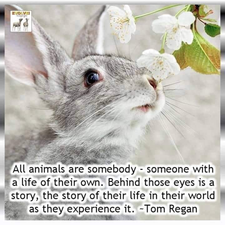GreenPawProject's tweet photo. All animals, like you and I, feel, love and have emotions. Love one, love all #animallovers #animalrights #animalwelfare https://t.co/YrUBOJcl6y