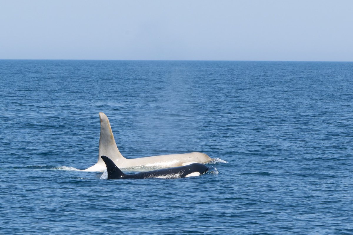 シャチです。 Yahoo!オークション - 【12044P111】Killer Whale シャチ 鯱