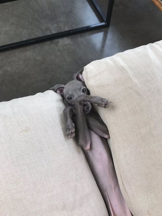 Hiding my self🙈☺️#dogscute #galgosloved #dogsgalgos #galgoscute