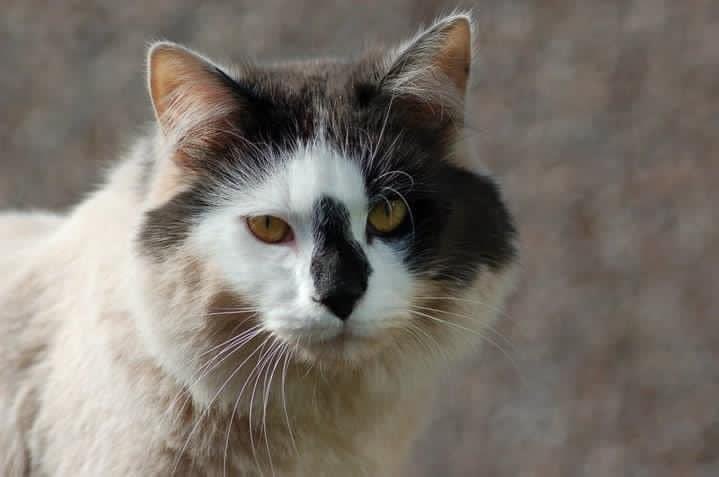 Logan Damien Oberholster tweet media