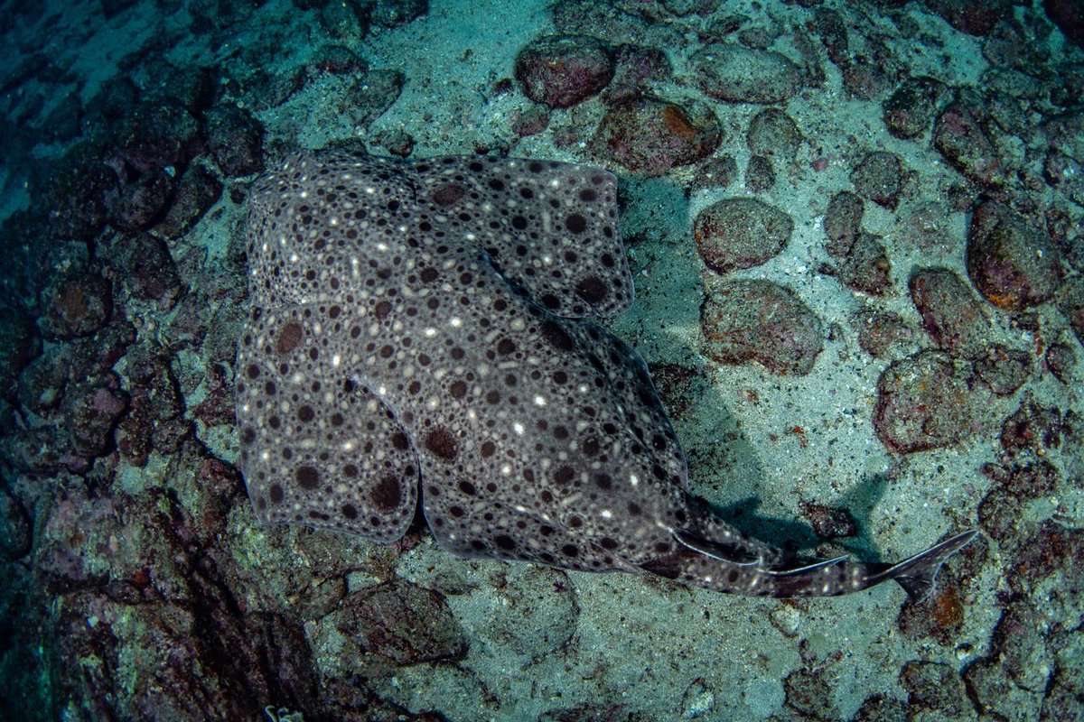 DivingLiberty's tweet photo. 佐多初の『コロザメ』
1.5メートル
柄もなかなか綺麗なサメです。

写真は水中写真家の堀口氏提供

#divingliberty
#ダイビングリバティ
#鹿児島県
#南大隅町
#本土最南端
#佐多岬
#コロザメ https://t.co/uc0oCwSTr7