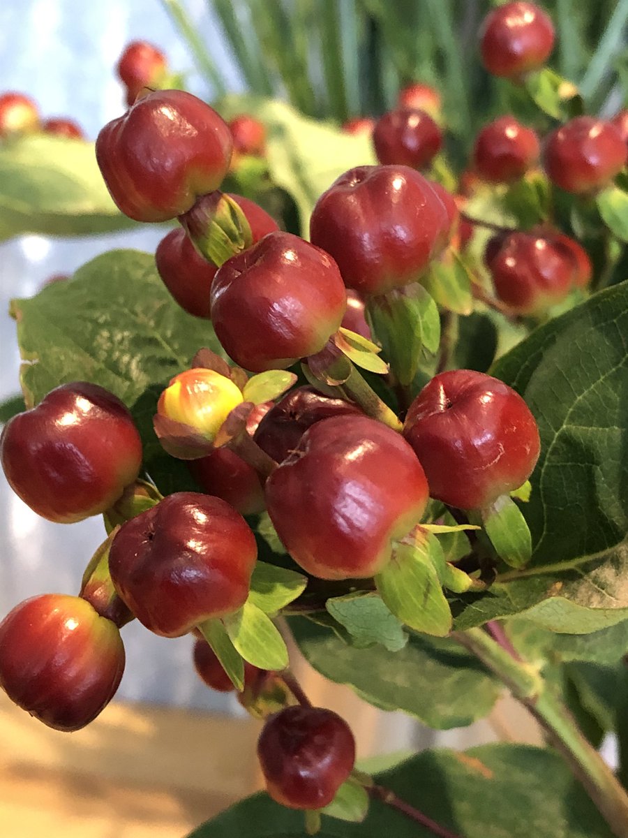 michiko_neko299's tweet image. 最近のお花屋さんの切り花はみんな大きい

ヒペリカムだけど、
さくらんぼくらいの大きさ🍒😳

#Hypericum