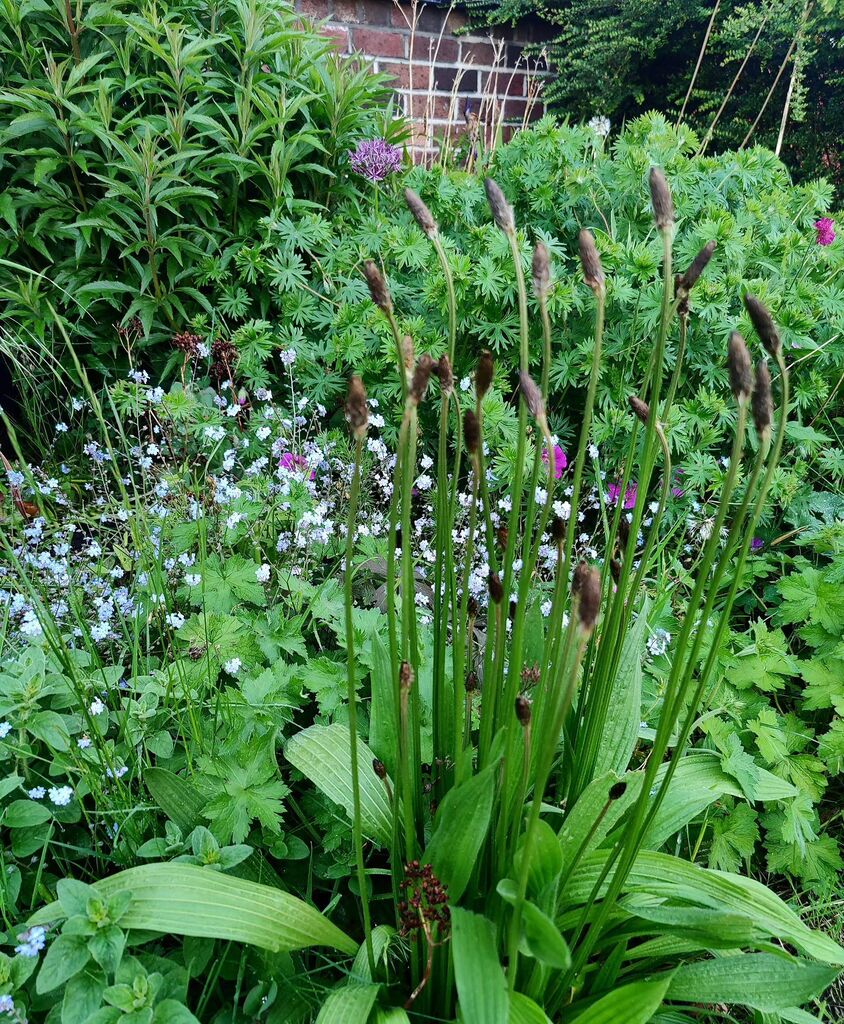Not long ago I would have removed #ribwortplantain from the flower beds and lawn. Now having learnt so much about #wildflowers and meadow making, I tend to just thin them out. Such lovely structure to them 😍 #weeds #nomowmay #greenerfrontgarden #selfseeding