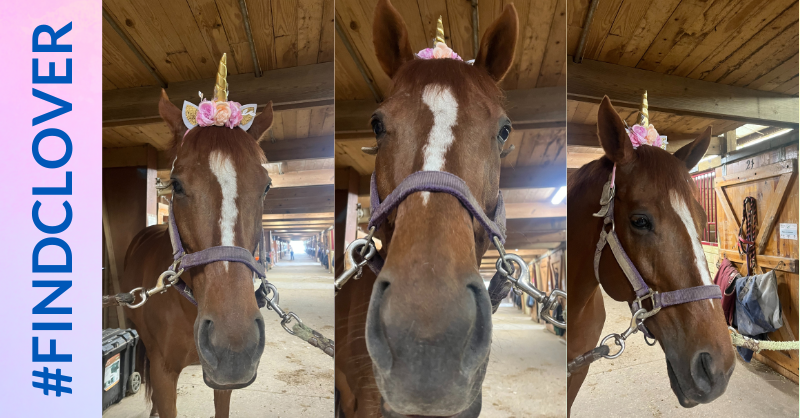 makeawishohkyin's tweet image. Dear Mya,
We saw Clover's friend Cooper in the stables at Chagrin Valley Farms and said Clover was hanging out with them this past weekend.  

🦄 Clover must be close!
- Charlotte

🧁 Tag us and send us your clues from Clover: oki.wish.org/findclover

#FindClover #MakeAWish