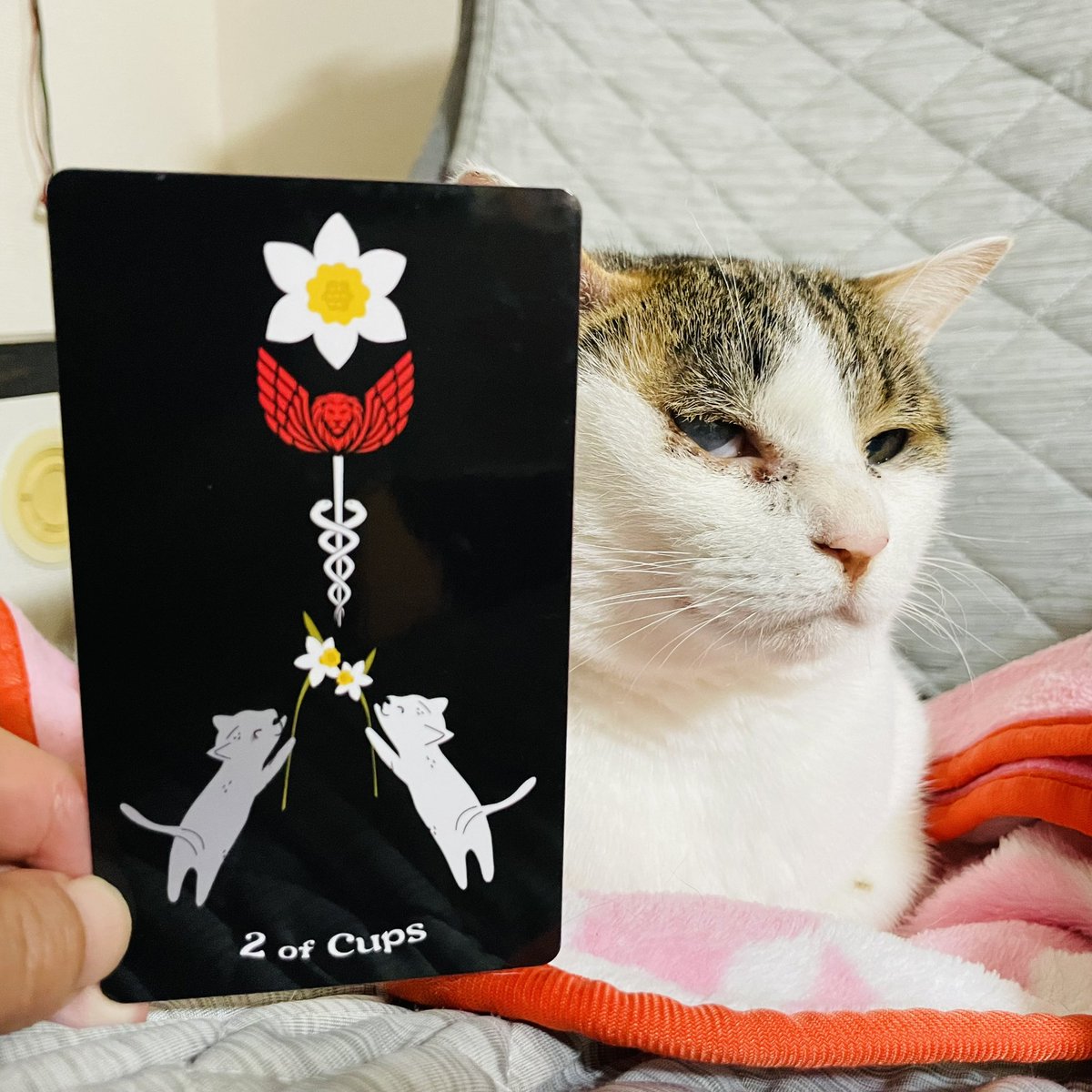 oraclerinko's tweet photo. 5/14絆の日💖まわりと本音を共有し、未来に向けて協力し合える日です。ケンカしてた人は仲直りするでしょう🫶人との愛や繋がりを感じられます🥰相手を理解しようと努めて。できるだけ本音を伝えましょう☝️ #2ofCUPS #今日はかぁちゃんとラブラブするﾆｬ #タロット #猫 https://t.co/OVocBADLvr