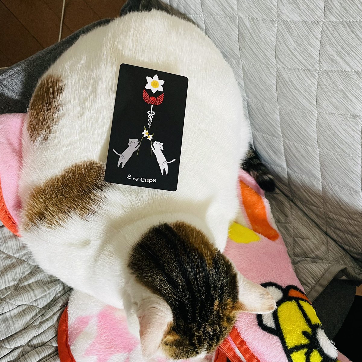 oraclerinko's tweet photo. 5/14絆の日💖まわりと本音を共有し、未来に向けて協力し合える日です。ケンカしてた人は仲直りするでしょう🫶人との愛や繋がりを感じられます🥰相手を理解しようと努めて。できるだけ本音を伝えましょう☝️ #2ofCUPS #今日はかぁちゃんとラブラブするﾆｬ #タロット #猫 https://t.co/OVocBADLvr