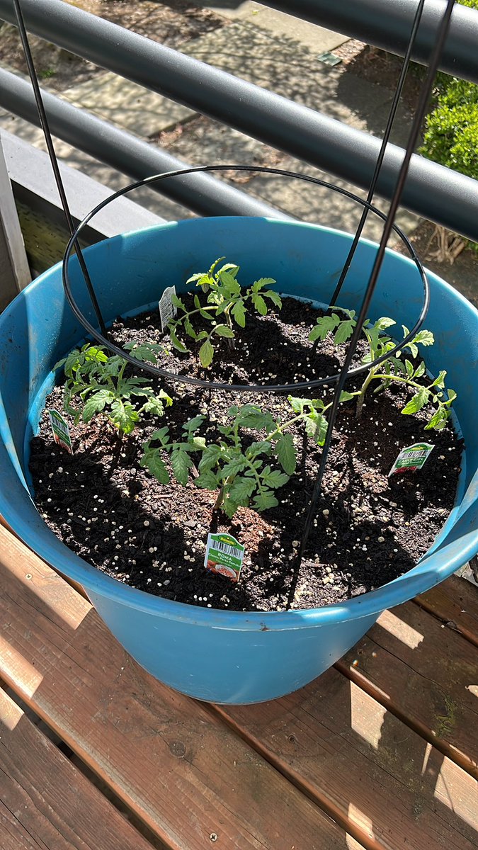 KalCaedus's tweet photo. Productive weekend so far: FedEx, Oil Change, Home Depot, Car Wash, Kohl’s, Fred Meyer’s, WinCo, and creating Garden 2.0!

Time to relax and celebrate with some Five Guys a movie, then more #TearsOfTheKingdom https://t.co/6ZPQVQ9Ni7
