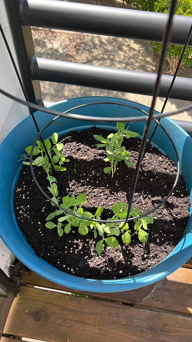 KalCaedus's tweet photo. Productive weekend so far: FedEx, Oil Change, Home Depot, Car Wash, Kohl’s, Fred Meyer’s, WinCo, and creating Garden 2.0!

Time to relax and celebrate with some Five Guys a movie, then more #TearsOfTheKingdom https://t.co/6ZPQVQ9Ni7