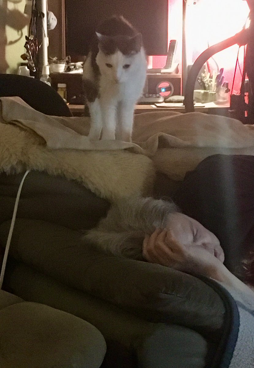 Happy #Caturday everyone!  
Guess what, Mom decided to try and take a nap on MY couch! #CatsOfTwitter