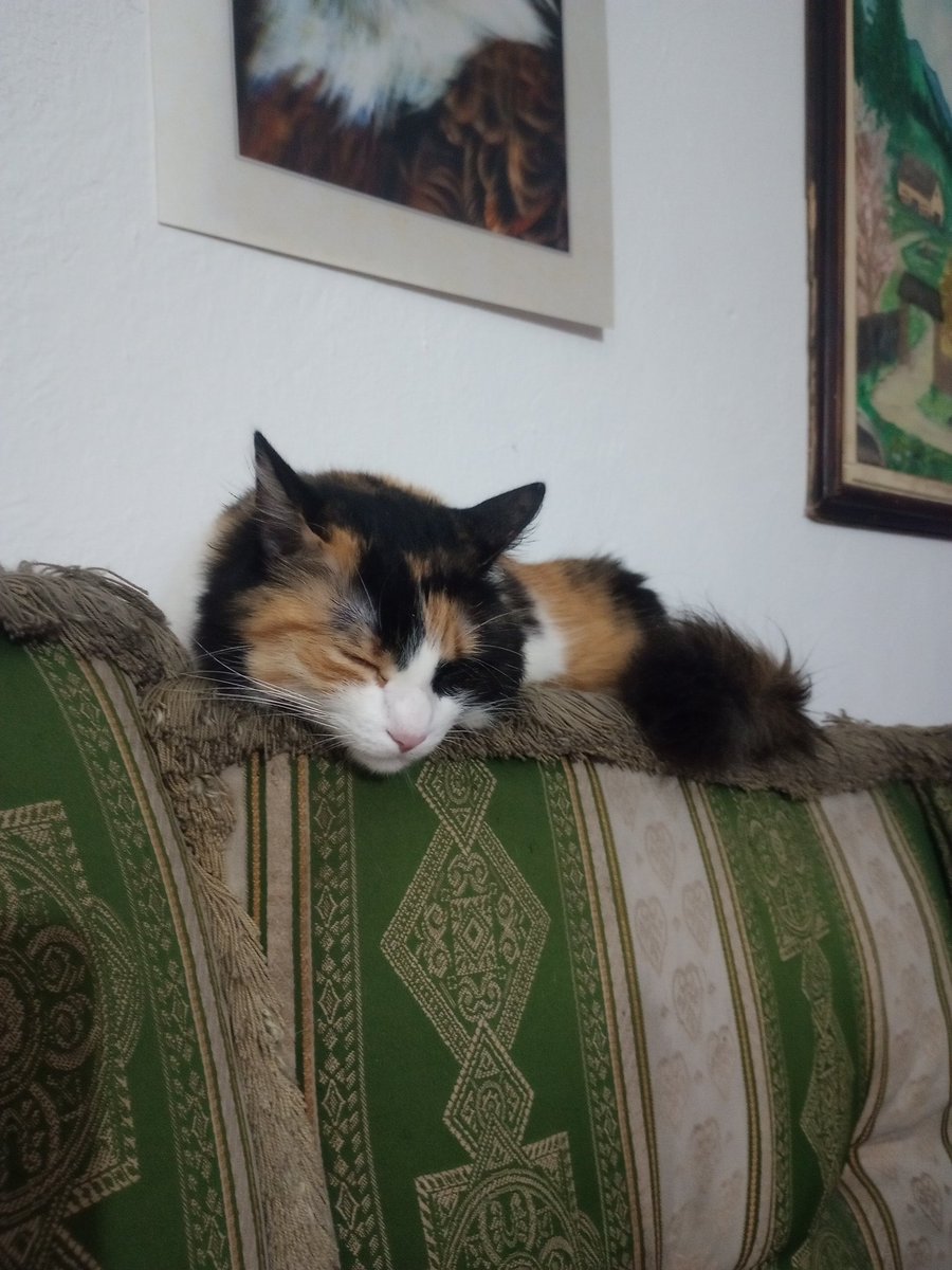 EdnaDiaz191's tweet photo. Los #arisrogatos en Minervita ❤️ https://t.co/1lHPH2GMxR