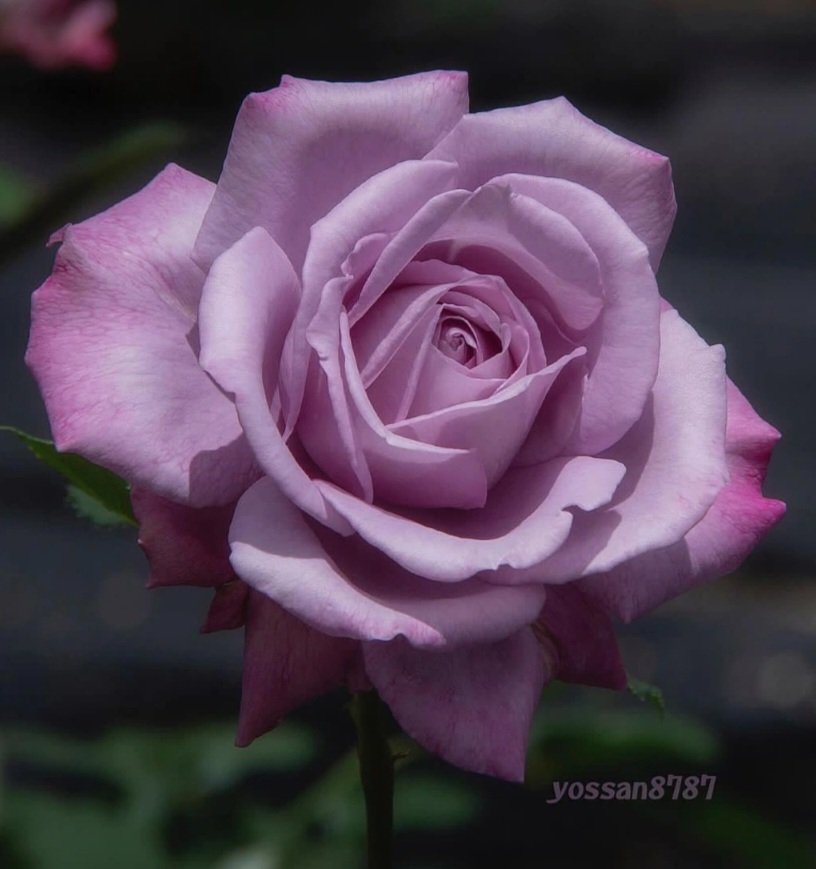 Herzlichen Glückwunsch zum Frauentag  , liebe Ladys   🌹❤️🙏
#Frauentag #women #woman 
#FLOWER #Flowers #Rosen 
#Rose #roses #family #Blumen