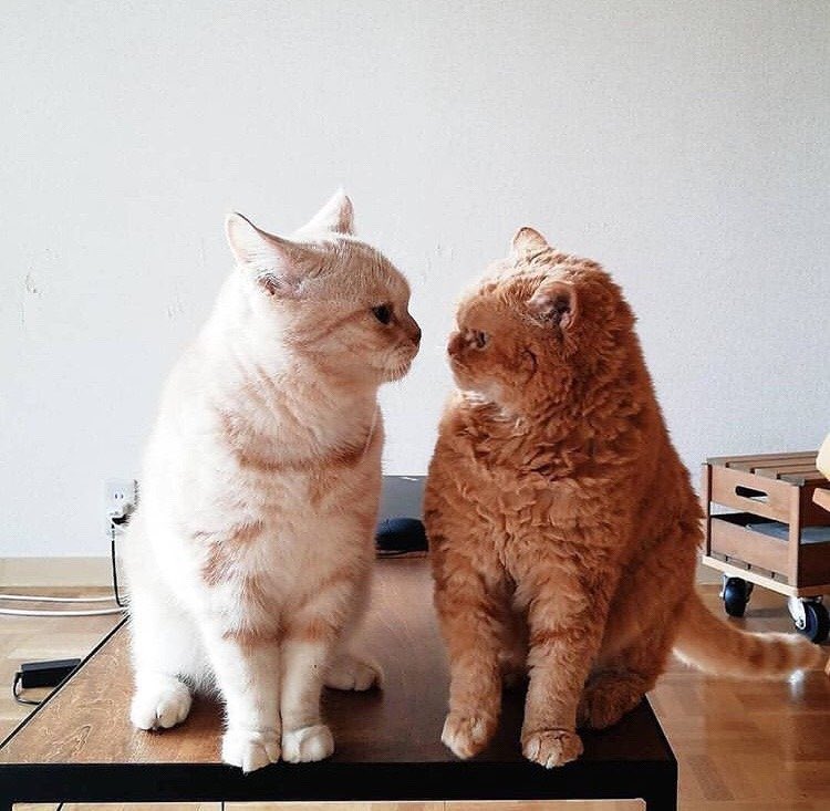 1004shua1230's tweet photo. 🐱🐱💕 https://t.co/vpIbnlLWgW