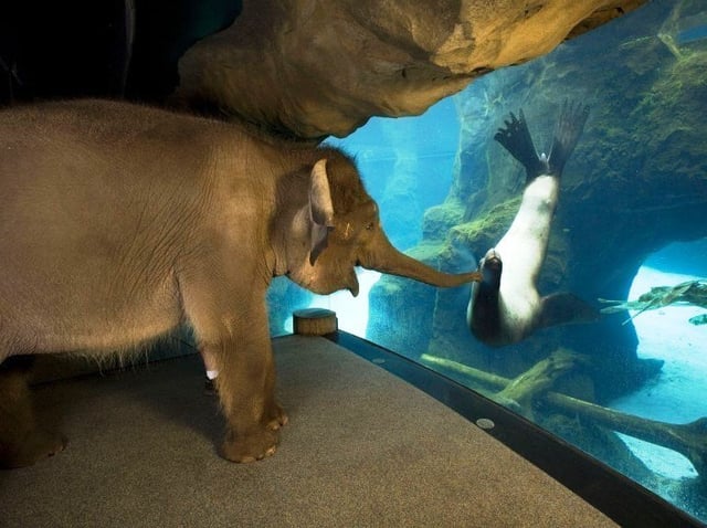 The animal handlers at the Oregon Zoo took Elephant around to meet some other animals. The sea lions were her favorite.