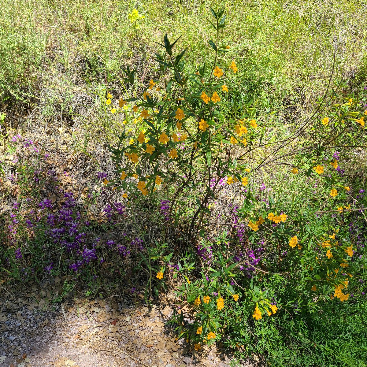maya_tibayan's tweet image. went hiking :)

#pinnacles #hiking #hikingadventures