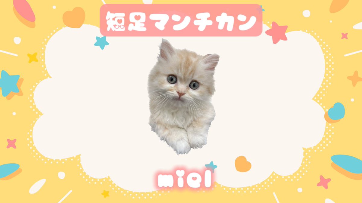 mm_m721's tweet photo. 私の家族の紹介🐭🐹🐈🐾
※mielが増えたので改めて

まるちゃん、ぽっちゃん、わあたんはお空組です🌈💭
今、お家にいるのはチンチラ6匹🐭ハムスター1匹🐹猫1匹🐈です⸝⸝o̴̶̷̥᷅  ̫ o̴̶̷̥᷅⸝⸝

#chinchilla #チンチラ #hamster #ハムスター #ゴールデンハムスター #猫 #マンチカン #cat #munchkin https://t.co/A1rTUny8b5