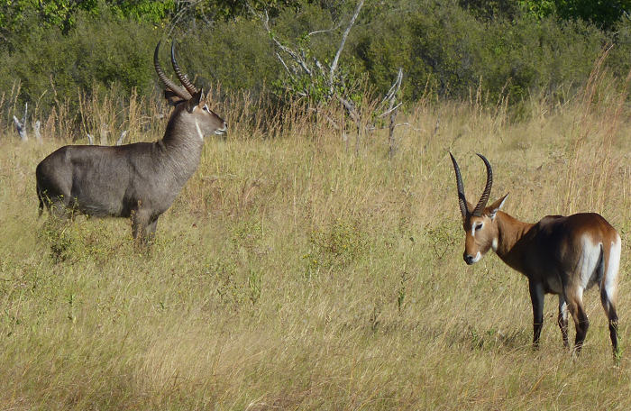 Not a real answer, but this 'wachwe' (waterbuck-red lechwe hybrid) is pretty rad. Bottom right he's sizing up a full-blood waterbuck (which may or may not be his half-brother).
pbs.org/wnet/nature/ra…