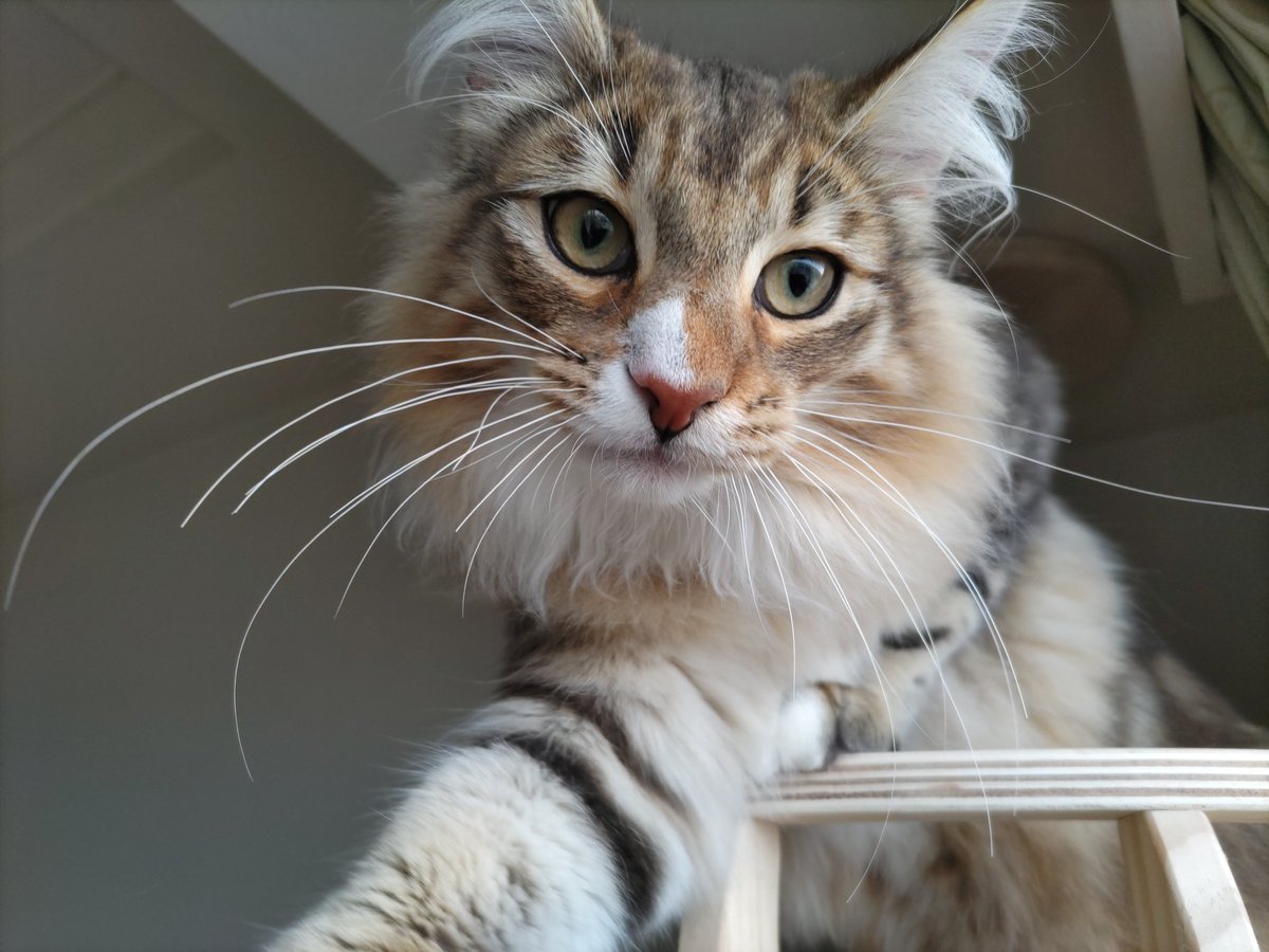 konta2wit's tweet photo. はじめまして🥳
ノルウェージャン・フォレストキャットの「里音（りおん／Leon）」♂です🦁
よろしくにゃ🐱

#norwegianforestcat #ノルウェージャンフォレストキャット #rien_cat https://t.co/niaFq8rZWg