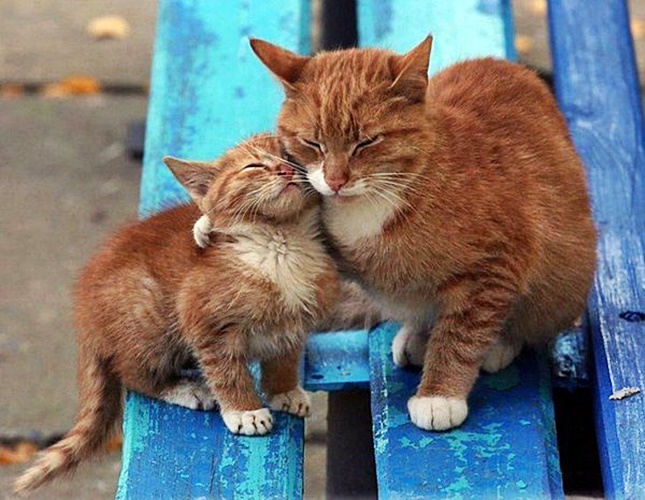 Havilah_V's tweet photo. #Caturday:
#MothersDay #HappyMothersDay #Mother #Mom #Mum #Mommy #Mummy #Mama #Momma #ThanksMom #ILoveMyMom #MotherLove #NumberOneMom #Family #Cat #Cats #GingerCat #Kitten #GingerKitten https://t.co/e3nkJnGkCm
