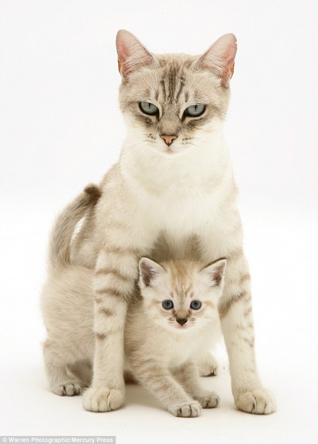 Havilah_V's tweet photo. #Caturday:
#MothersDay #HappyMothersDay #Mother #Mom #Mum #Mommy #Mummy #Mama #Momma #ThanksMom #ILoveMyMom #MotherLove #NumberOneMom #Family #Cat #Cats https://t.co/mhbc1iFV4W
