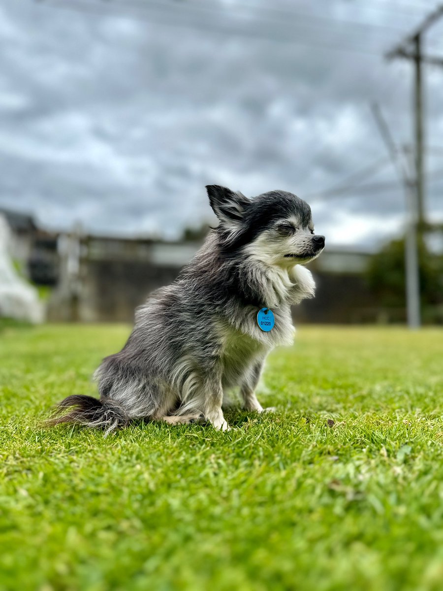 birdscientician's tweet photo. I miss my lil guy so much 💔 he would have been 17 last Thursday. https://t.co/gFgFRlgcTB