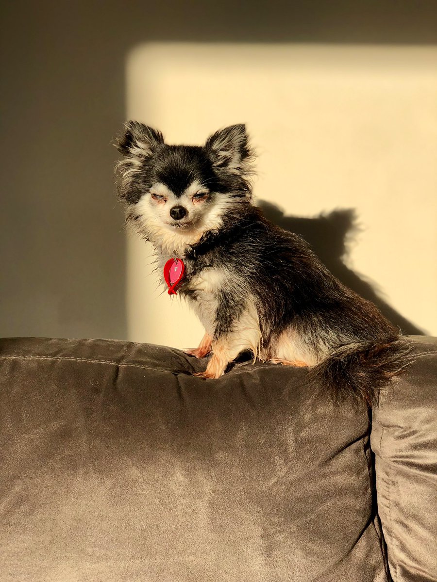 birdscientician's tweet photo. I miss my lil guy so much 💔 he would have been 17 last Thursday. https://t.co/gFgFRlgcTB
