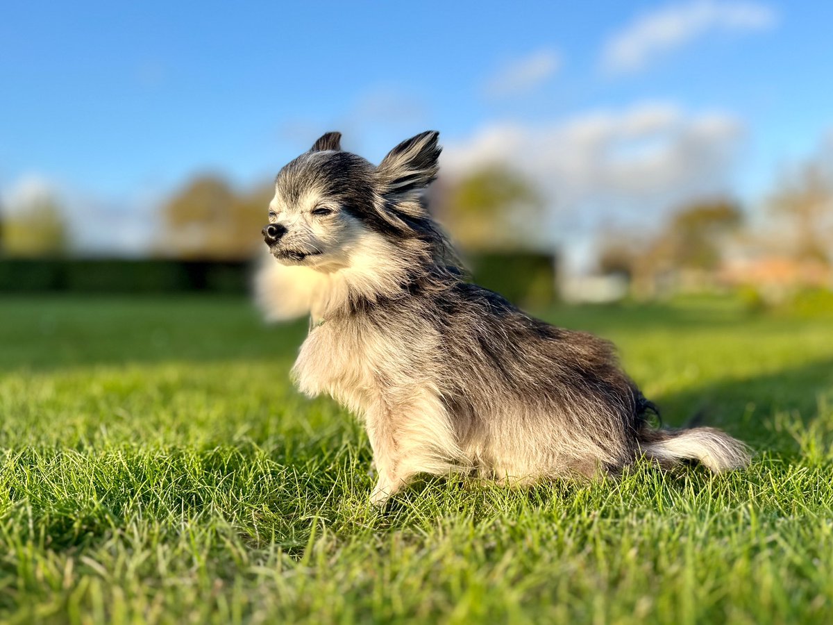 birdscientician's tweet photo. I miss my lil guy so much 💔 he would have been 17 last Thursday. https://t.co/gFgFRlgcTB
