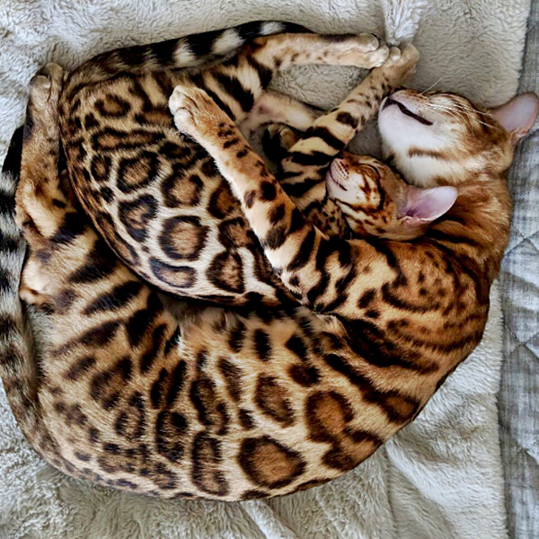 Havilah_V's tweet photo. #Caturday:
#MothersDay #HappyMothersDay #Mother #Mom #Mum #Mommy #Mummy #Mama #Momma #ThanksMom #ILoveMyMom #MotherLove #NumberOneMom #Family #Cat #Cats #BengalCat #Kitten #BengalKitten - Photo by my_bengal_buddy
Good night, all! https://t.co/fG3GKmu7i6