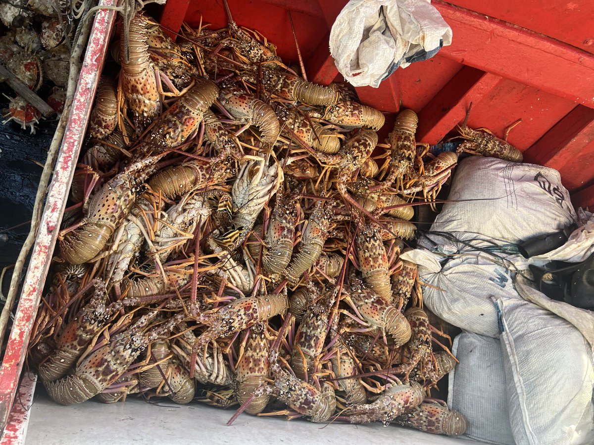#ProtegendoNossasRiquezas | A #MarinhaDoBrasil apreendeu uma embarcação que realizava pesca ilegal de lagostas na costa do Amapá. Foram apreendidas cerca de uma tonelada do crustáceo, além de 3 mil metros de redes e 25 pares de boias de pesca.