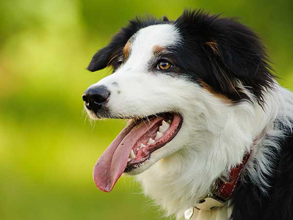 The Pros and Cons of Dog Dental Treats 🐾💖⚕🦷
australian-shepherd-lovers.com/dog-dental-tre…

🔶 Aussie Owner? Get our Official Guide to Aussie Training & Care here...
australian-shepherd-lovers.com/asl-ebook-fb

#australianshepherd #aussie #dogs #doghealth #aussielovers