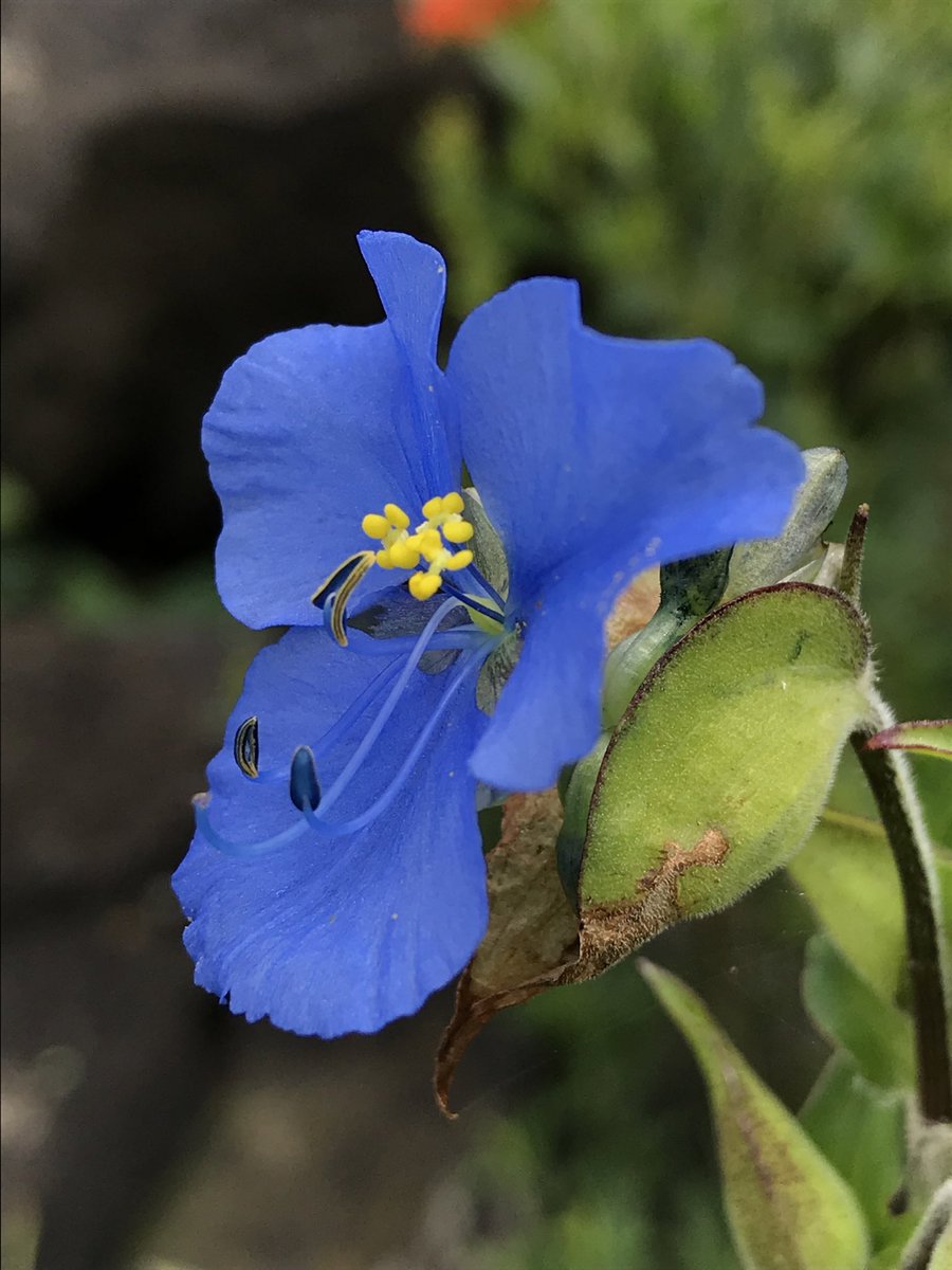 wonder_m_r's tweet photo. Pon algo azul de tu galería 💙 https://t.co/scEBQ8tQsF