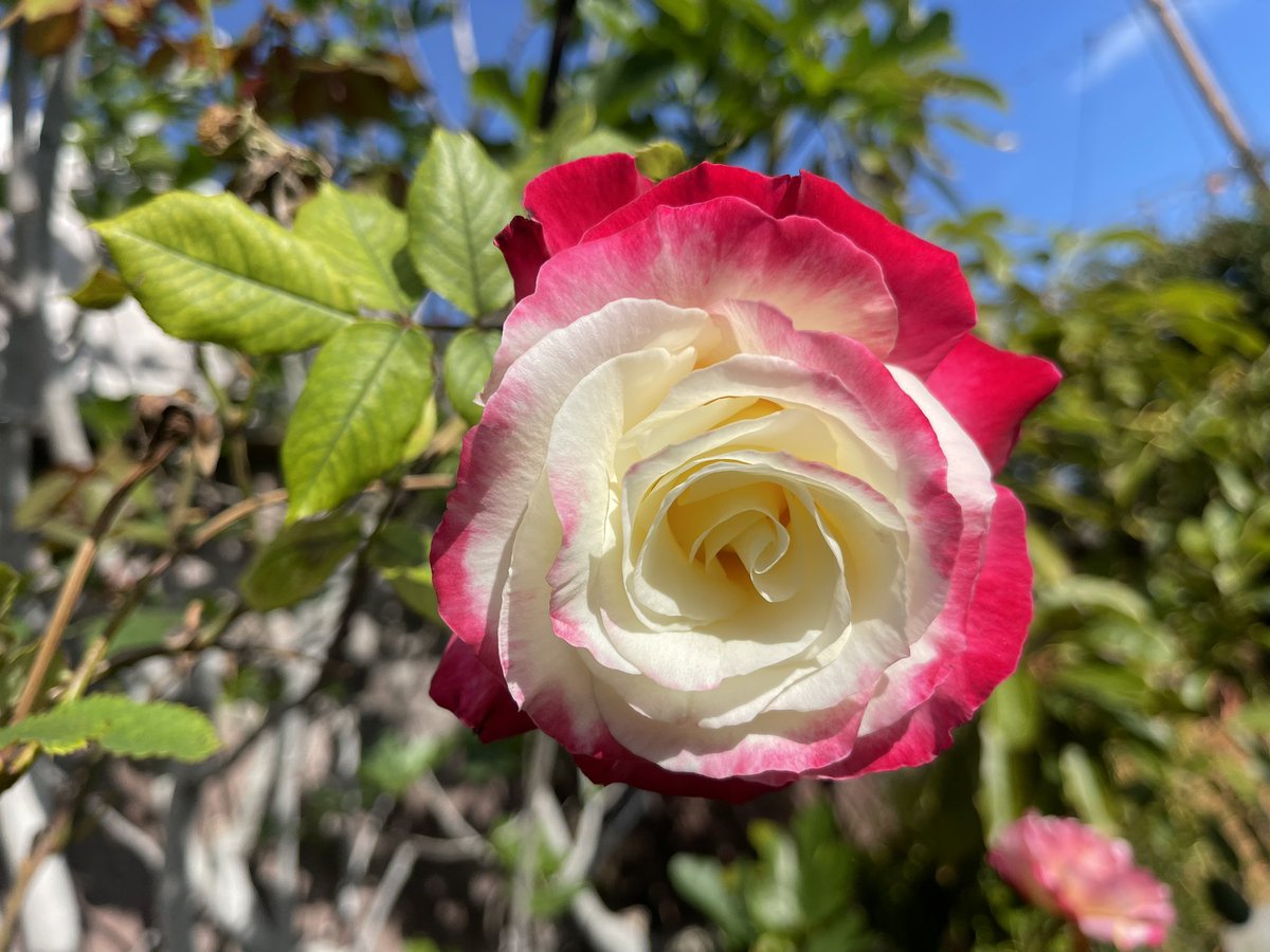 driverbobyosh's tweet photo. 5/13(土)
明日は #母の日
#ハッピーマザーズデイ
#HappyMothersDay 💝
#BCFLA
#brightcolorfromla https://t.co/HnbHMwzUZt