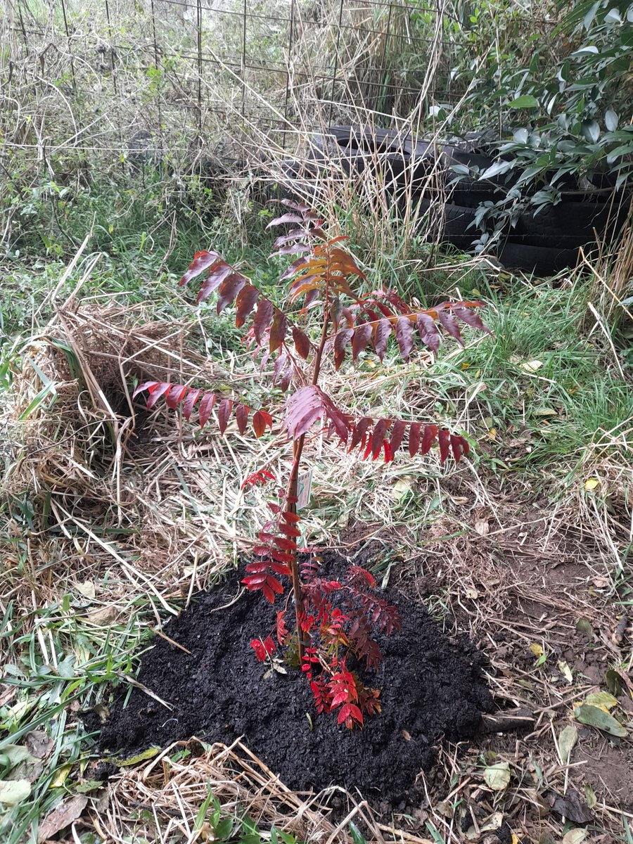 Week 16: Tree 16 = a #chinesepistache in our backyard in Tenterfield #atreeaweek #tree16 #2023goals #nofilter #tree195 #week172 #2020goals @EarthshotPrize #renewableenergy #noplanetb #ClimateCrisis #climatechangeisreal #Sustainability #lovegardening #tenterfield #moombillen