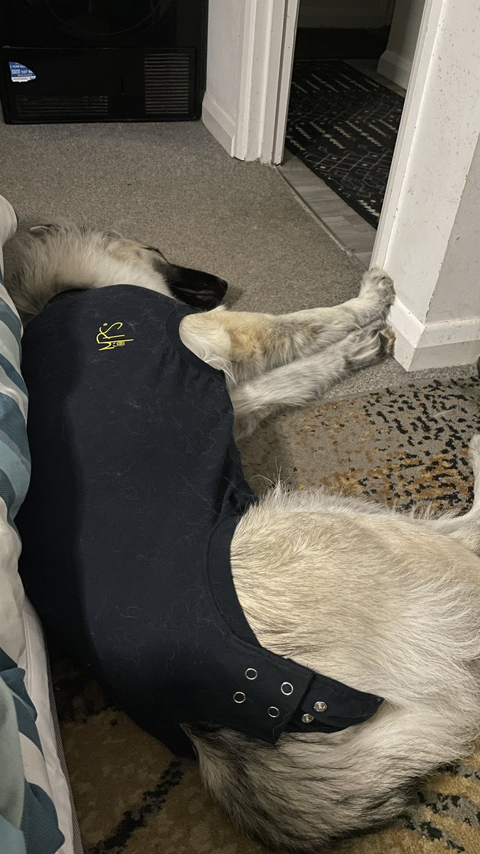 leksikality's tweet photo. Monster is displeased with most aspects of the post-spay recovery but she's decided sleepover parties in the living room might be worth all the hassle.

#TheSagaOfSaga #DogsOfTwitter #GSDLife #GermanShepherdTwitter #GermanShepherd #GSD https://t.co/FViouykRQa