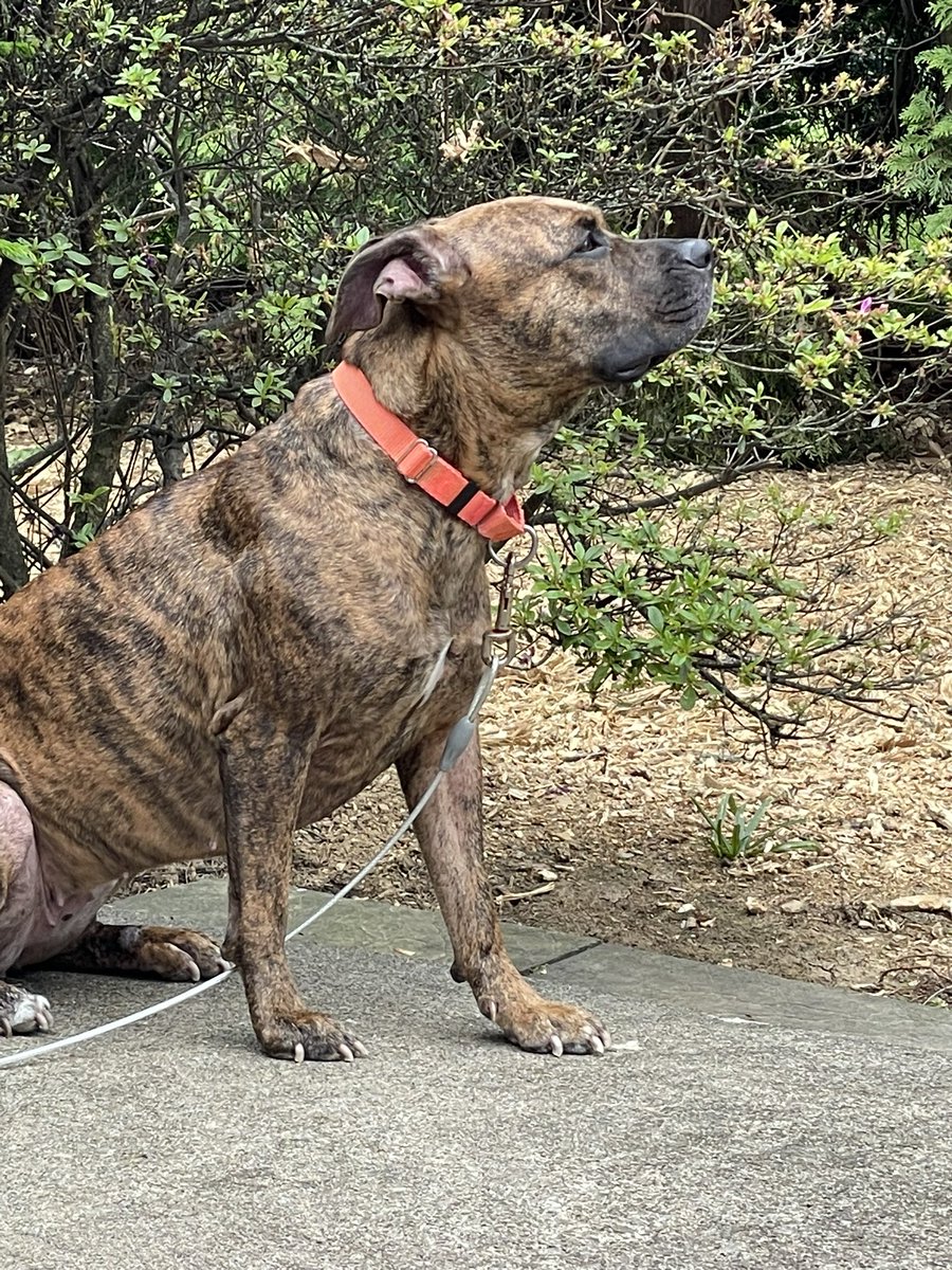 kissedbyink's tweet photo. If you are an author who has found themselves suddenly without an agent this weekend, I am currently open to queries, but can send a special link just send me a DM. I’m always happy to chat too! Maya (my assistant) sends good vibes your way❤️ https://t.co/DHIAnXvoXL
