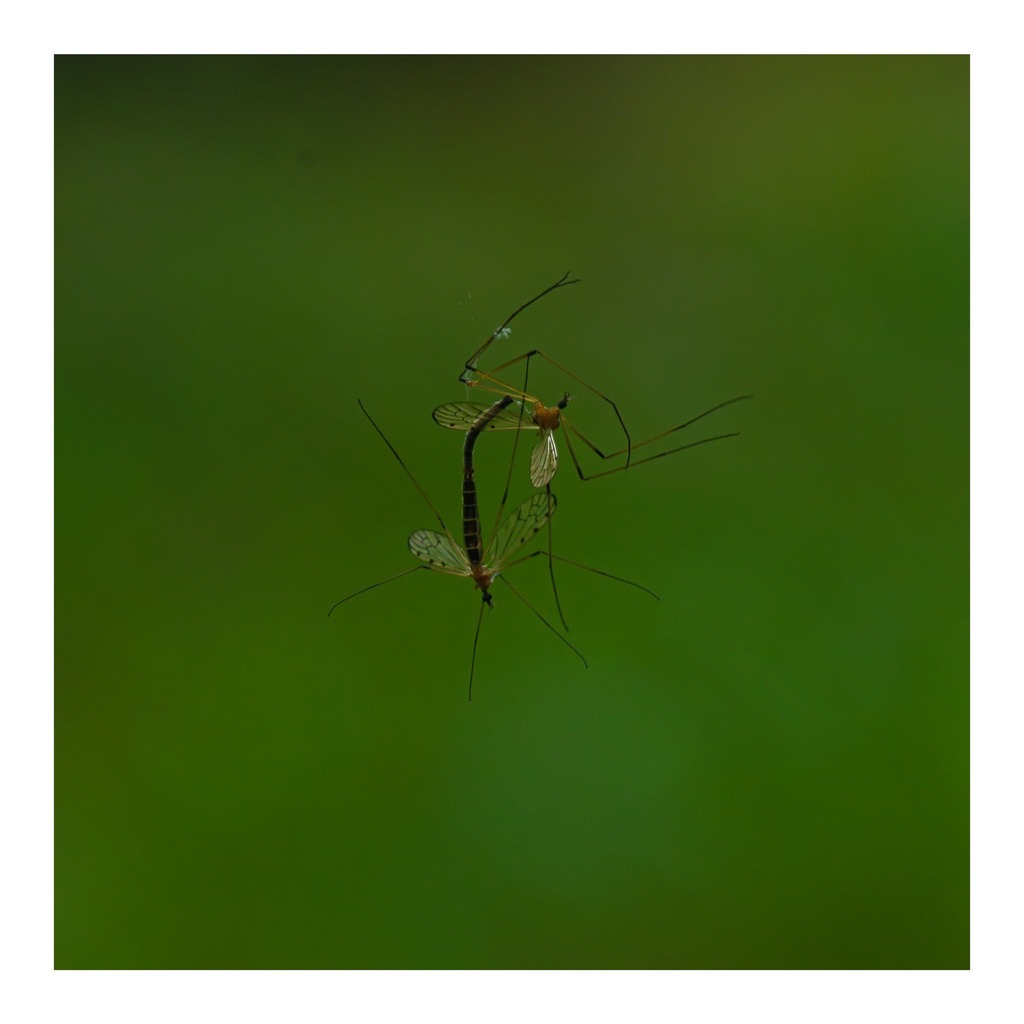 This was certainly an odd thing to find in the woods. I'd ducked a few pairs of mating crane flies earlier in my walk and then I found these two who had been literally caught in the act on a strand of spider silk. I don't know how the obvious next part h… instagr.am/p/CsNAZRMq-Qe/