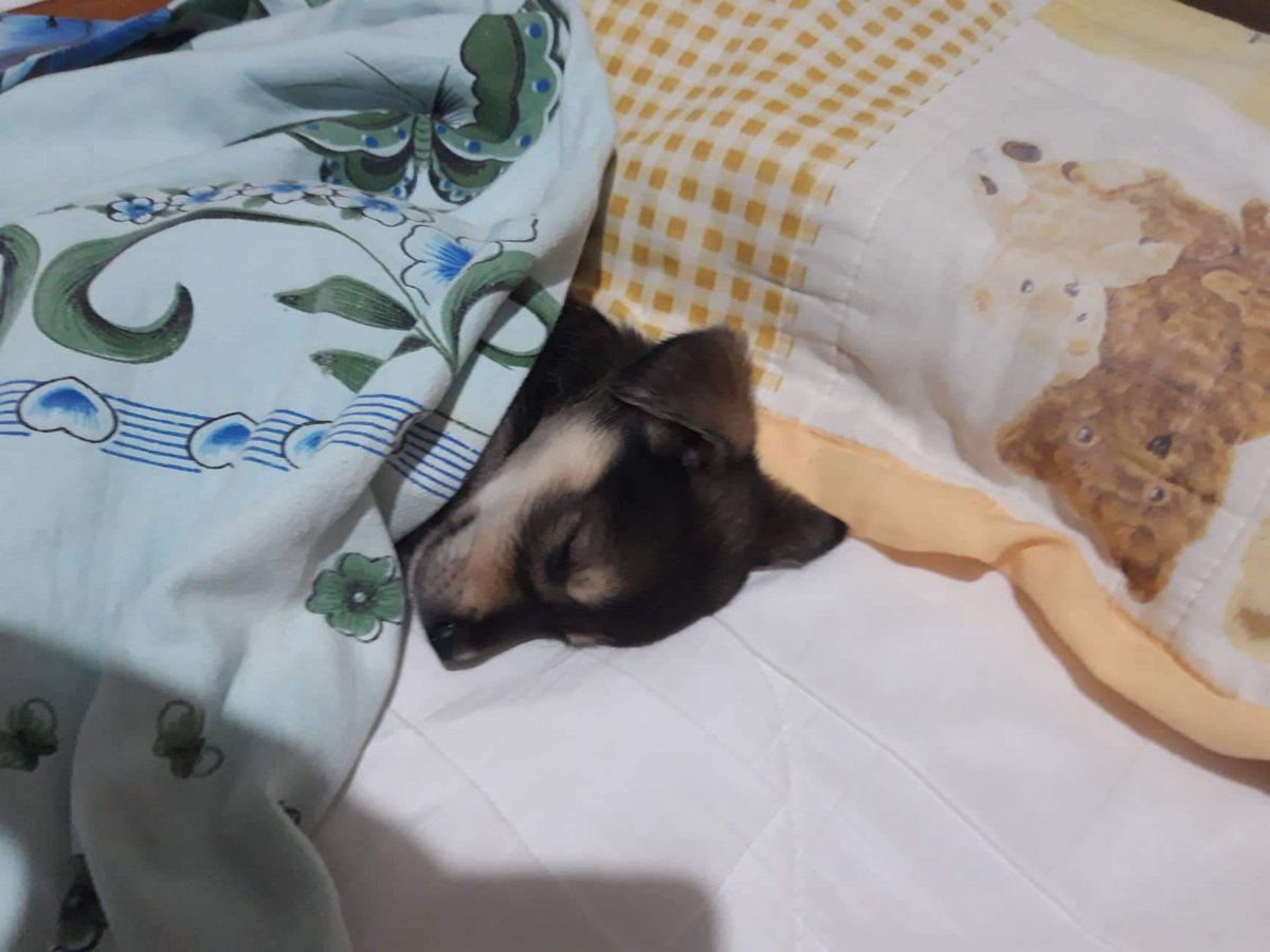 leiannaebora's tweet photo. will always be forever in my heart, our little angel🐶🤎 https://t.co/g8yMtuJY6K